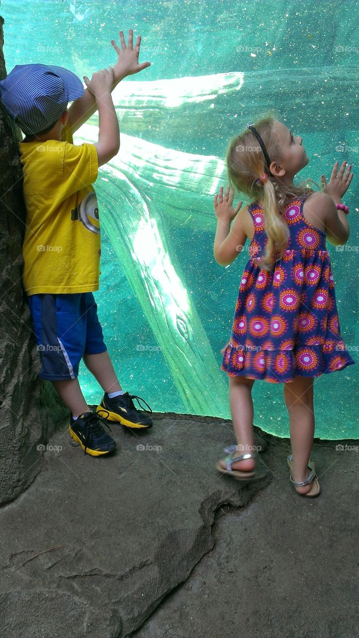 Watching the Polar Bears. Cincinnati Zoo