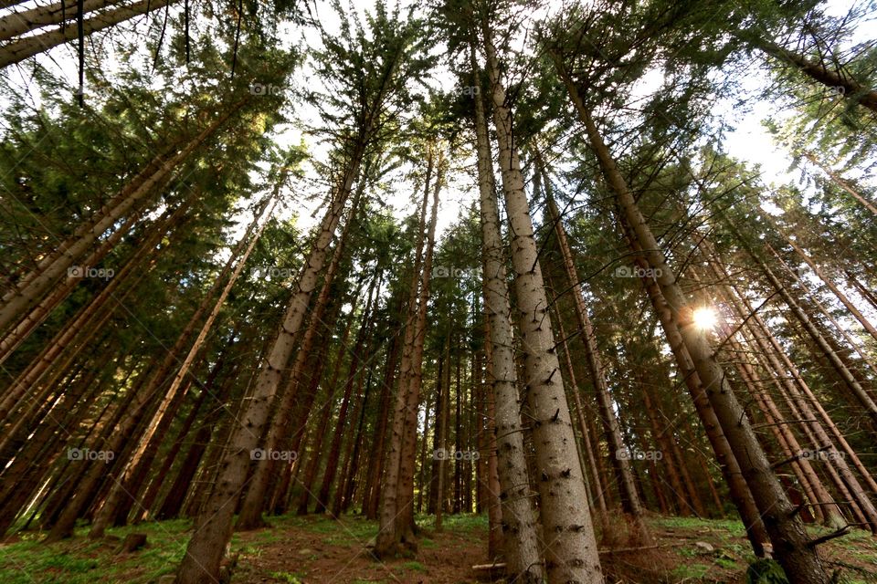 Breathtaking forests in Bosnia <3