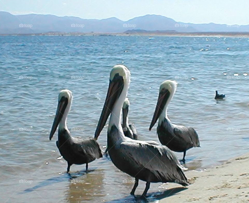 Feathered friends . Pelicans