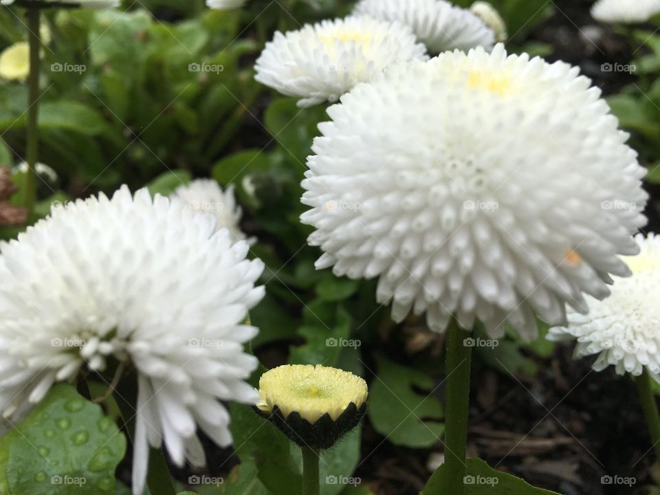 Close-up of white flower