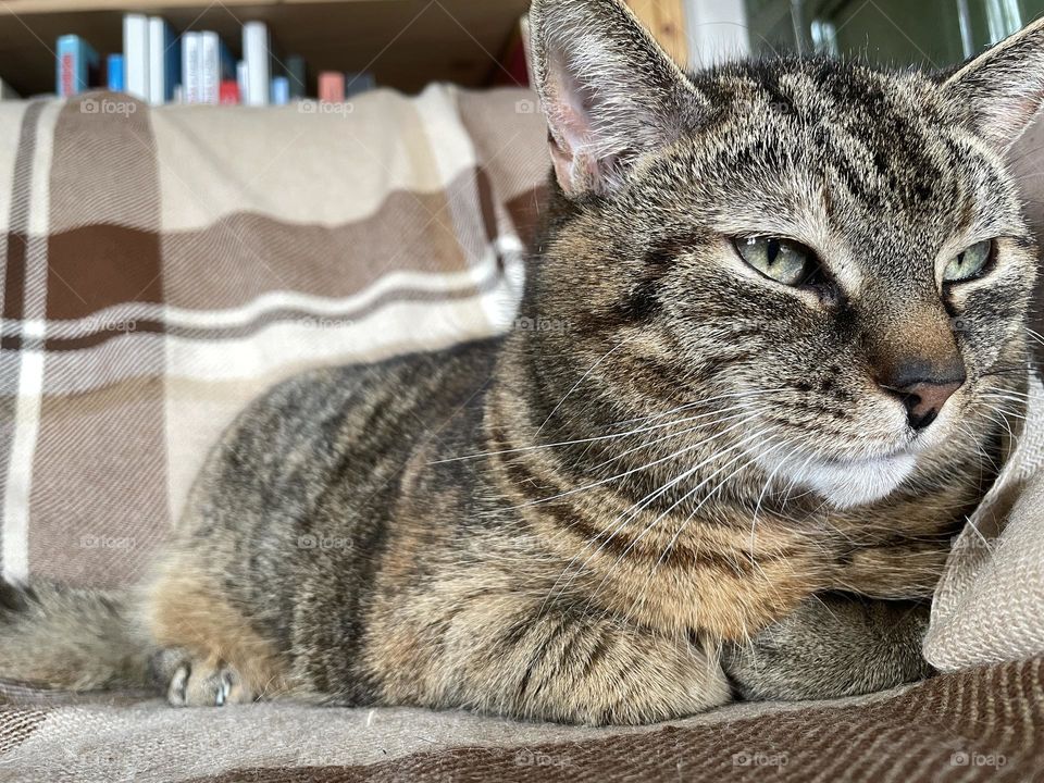 Portrait of a cute tabby old cat