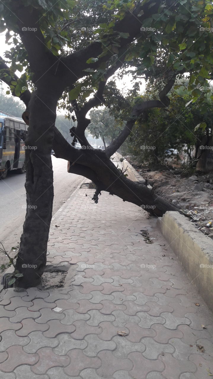 street blocking tree branch nature