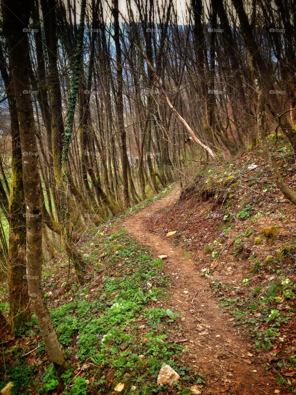 forest path