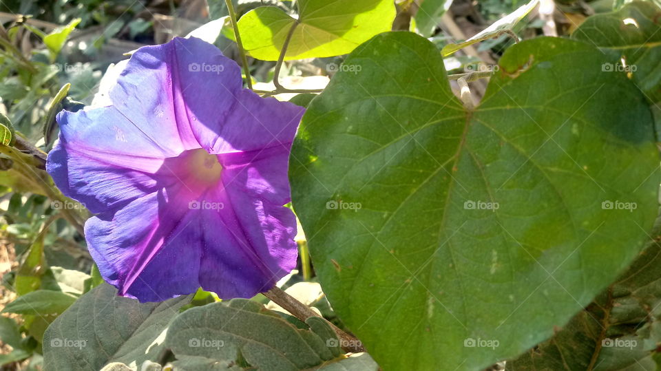 NATURE BOTANICAL Ipomoea nil