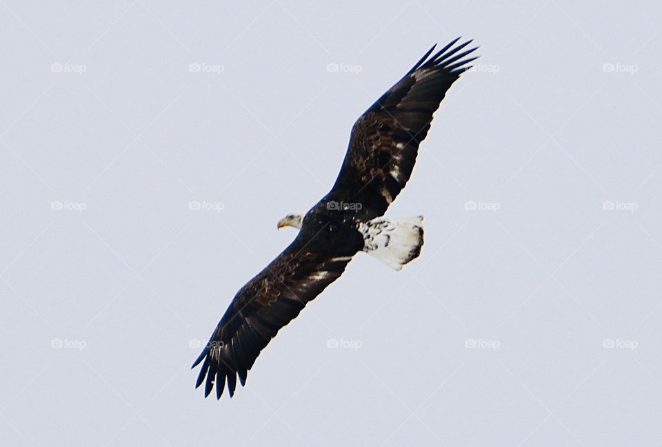 Stunning eagle in flight!! 