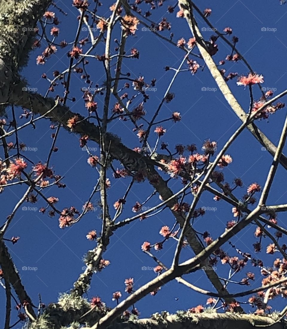 A tree just leaving out against the very blue sky in Louisianna in January. 
