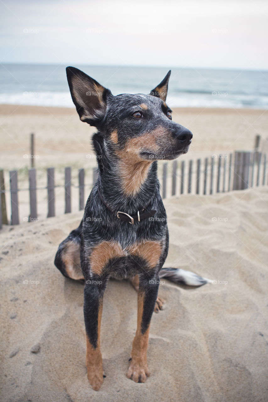 Dog, Mammal, No Person, Pet, One