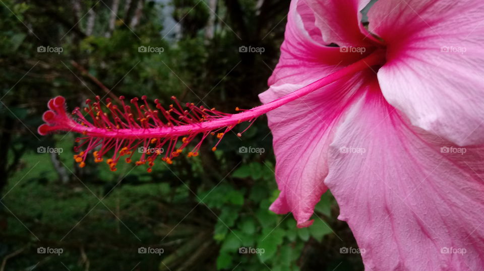 NATURAL NATURE NATUR GARTEN FLOWER HIBISKUS ROSA SINENSIS