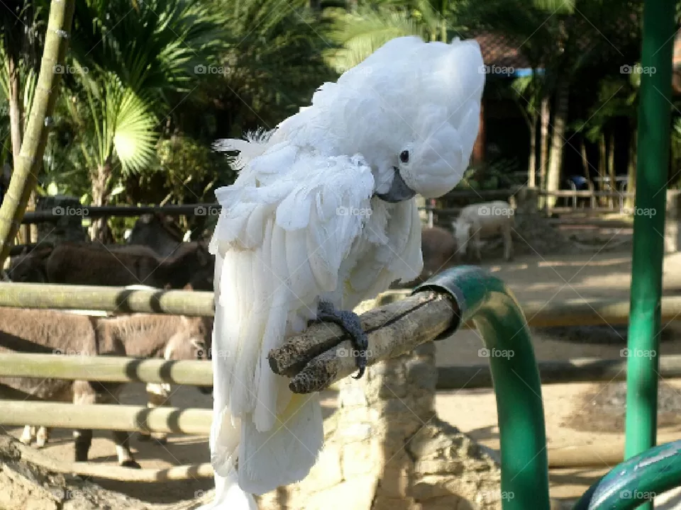 Aves