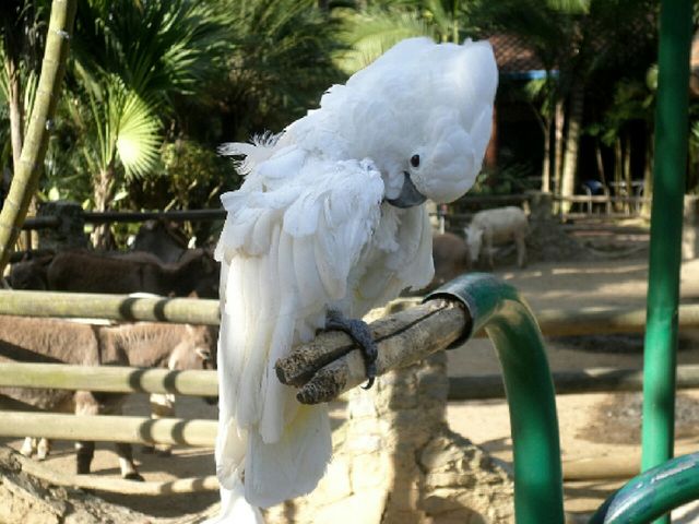 Aves