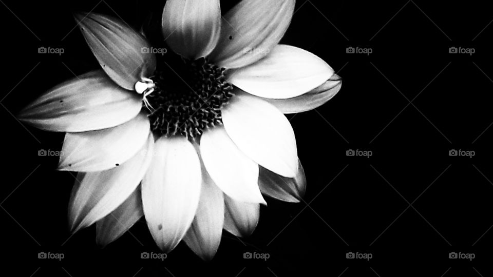 black and white monochrome fall sunflower with spider
