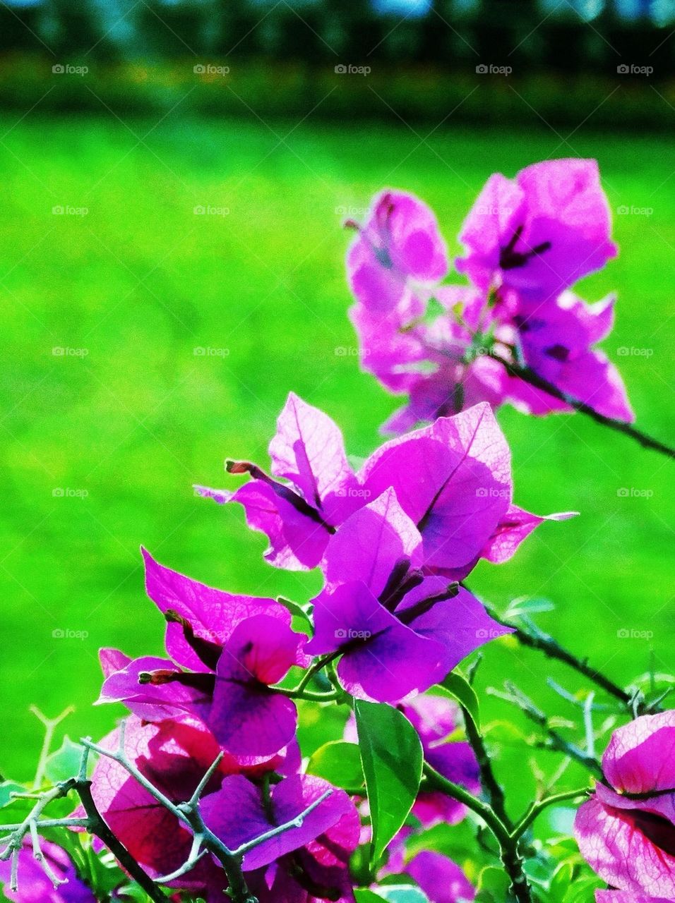 Close-up of bougainvilleas