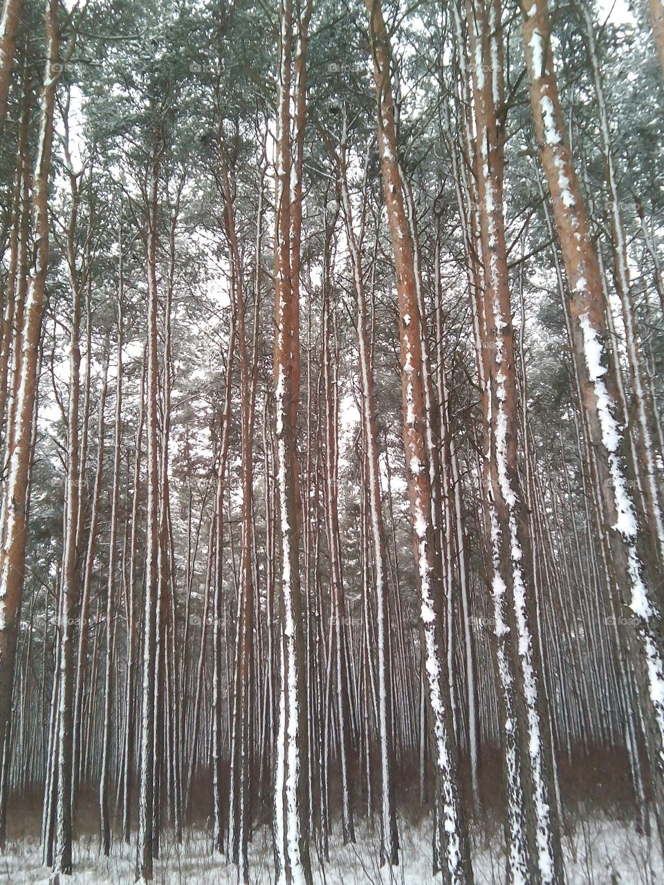 Wood, Nature, Tree, Snow, Frost