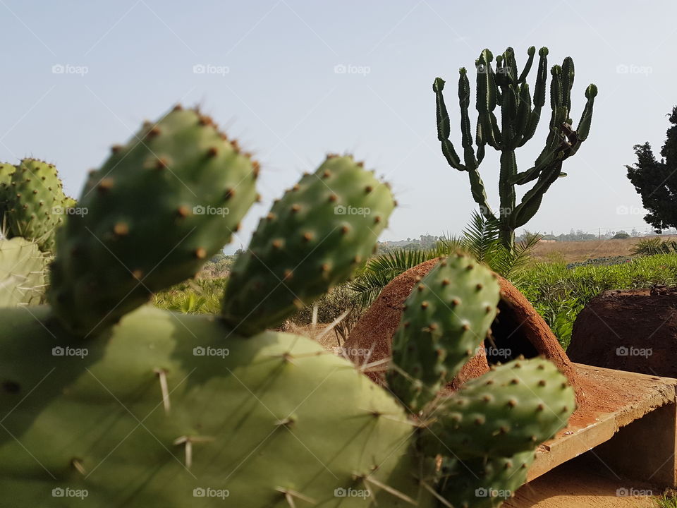 cactus aloes maroc Morocco Africa day eyes mine high quality of the food chain reaction that is the food and drug administration