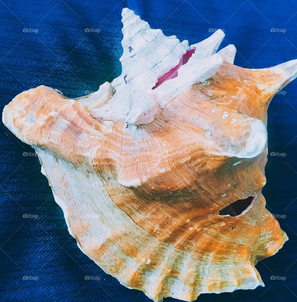 Pop of blue with a conch shell 