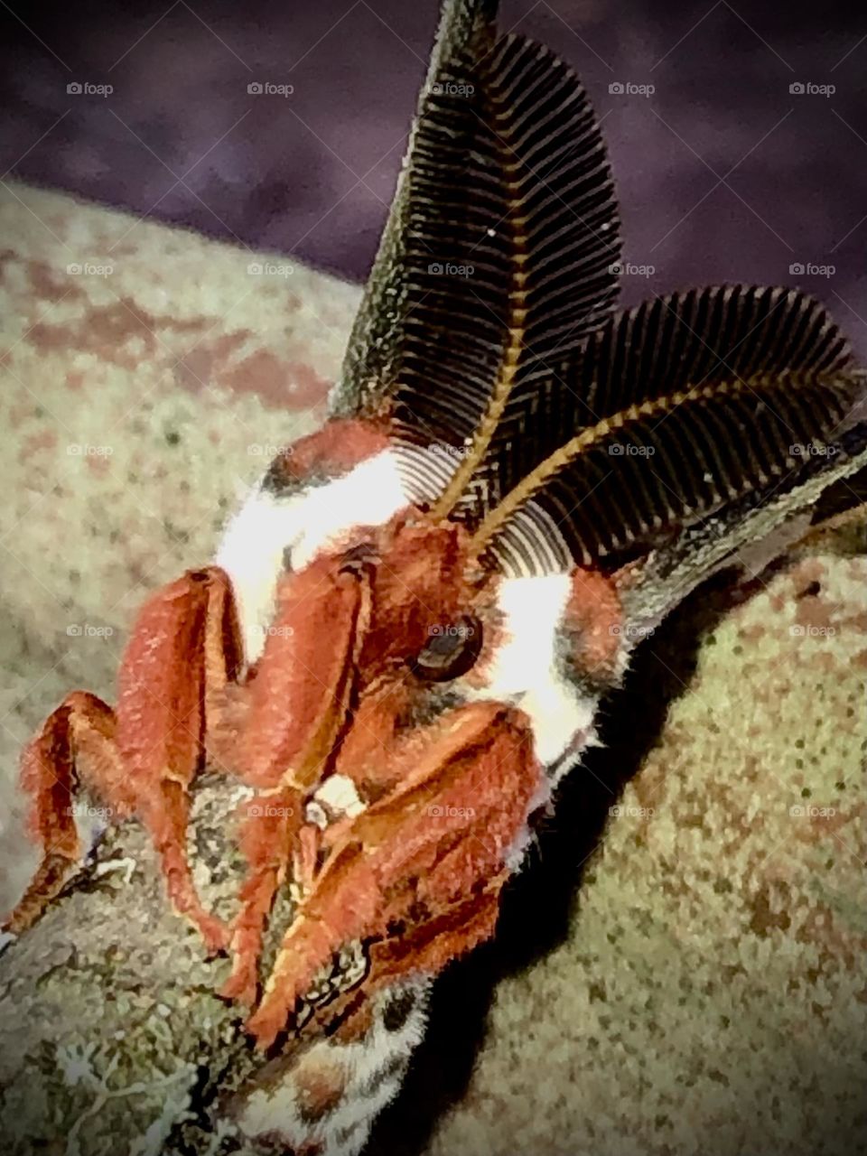 Unusual sus-pets! Closeup of a giant moth, large antennae and one eye looking at me!