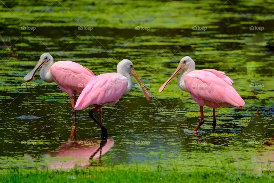 A trio of Beautiful Roseate Spoonbills their pink plumage contrasting with the green wetlands.