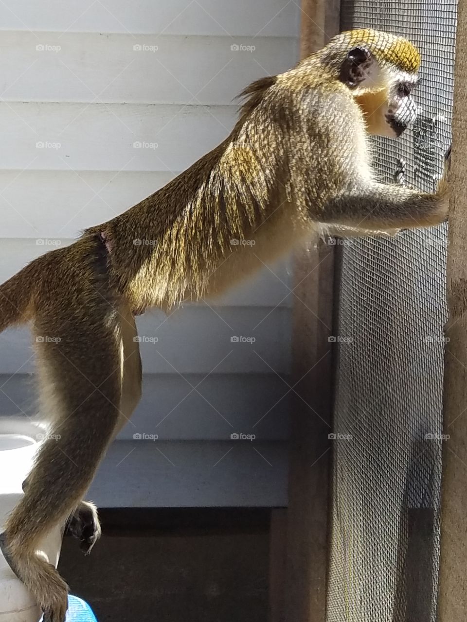 Monkey Staring