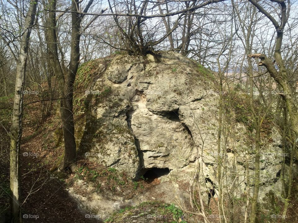 A rock in the forest