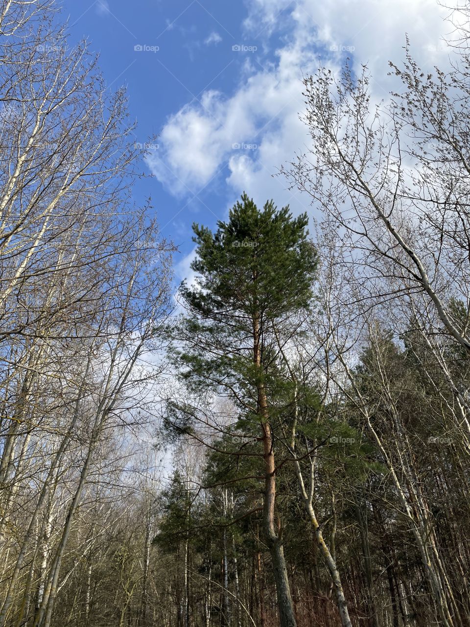 Forest, trees, sky, clouds, nature 