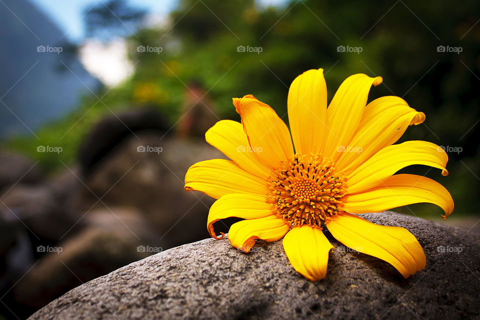 Yellow flower on stone