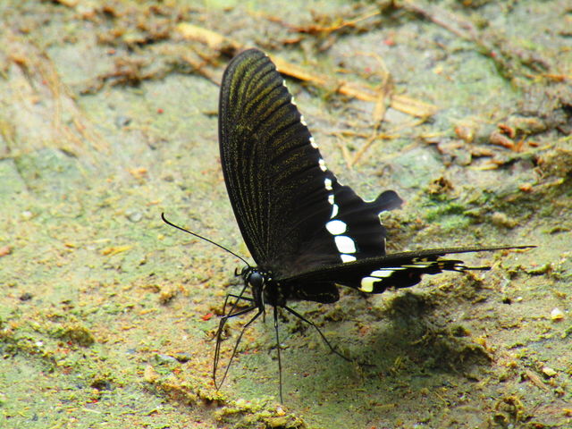 Beautiful butterfly Papilio polytes, the common Mormon, is a common species of swallowtail butterfly widely distributed across Asia.