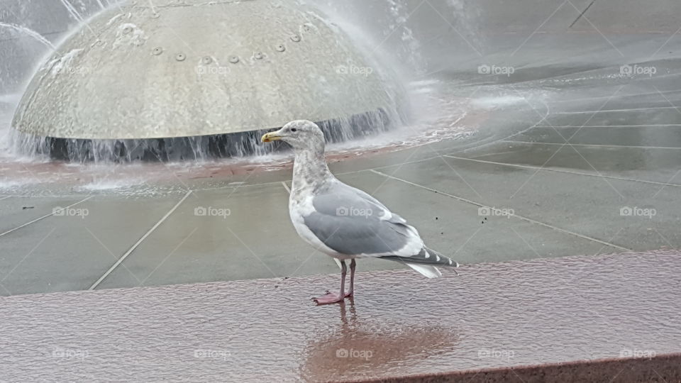 seagull at fountian