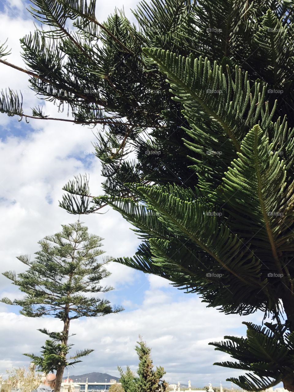 #sky #tree #heaven #leaves #pine