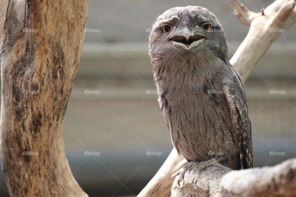 A tawny frogmouth owl, smooth feathers shining in the sunlight, it’s mouth open and it’s criticising eyes squinted 