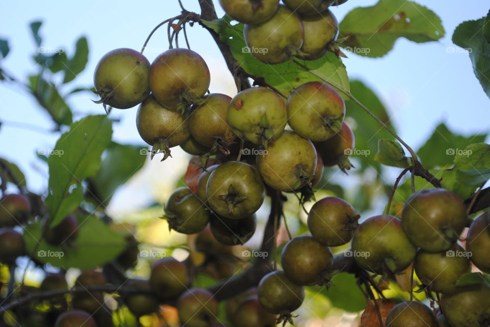 Crab Apples