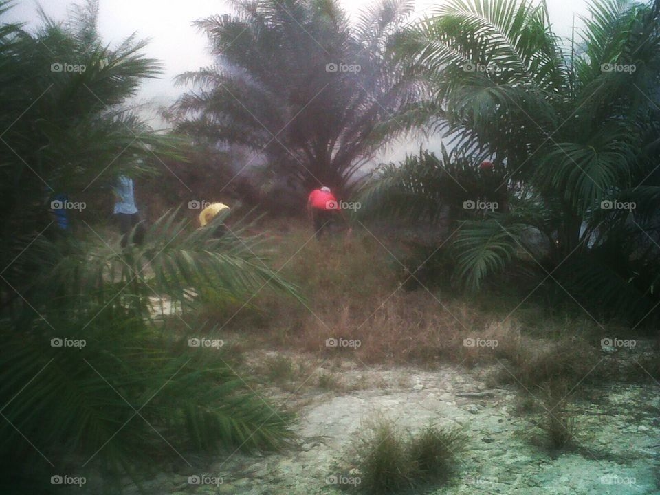 Employees of oil palm plantation