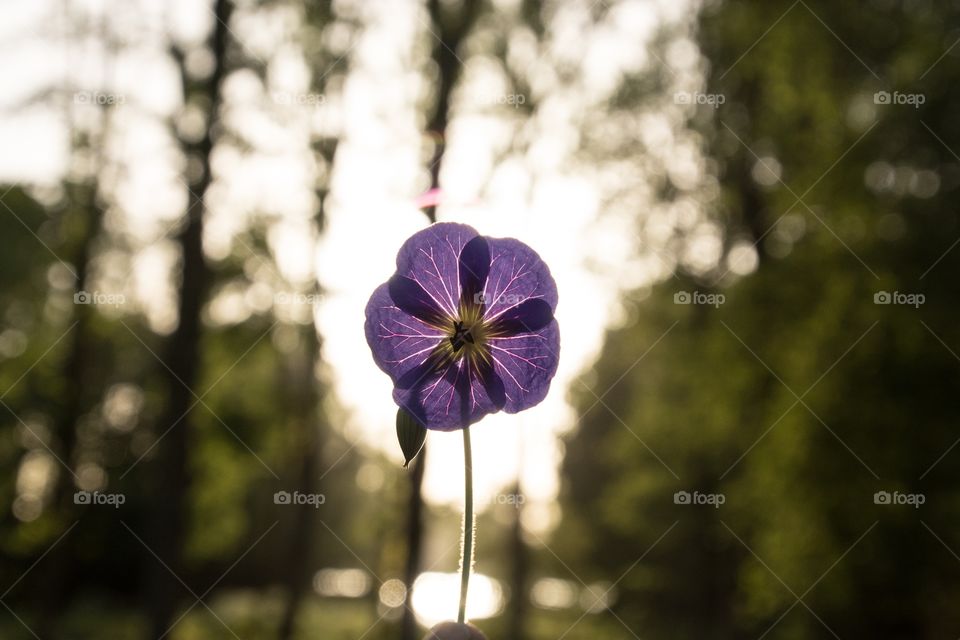 Purple little flower in the sun