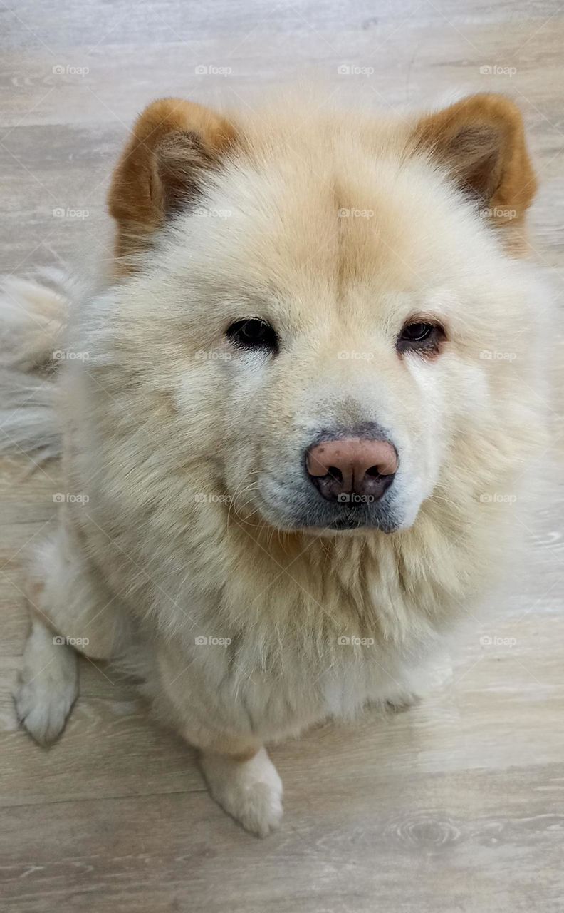 dog beautiful portrait, looking animal