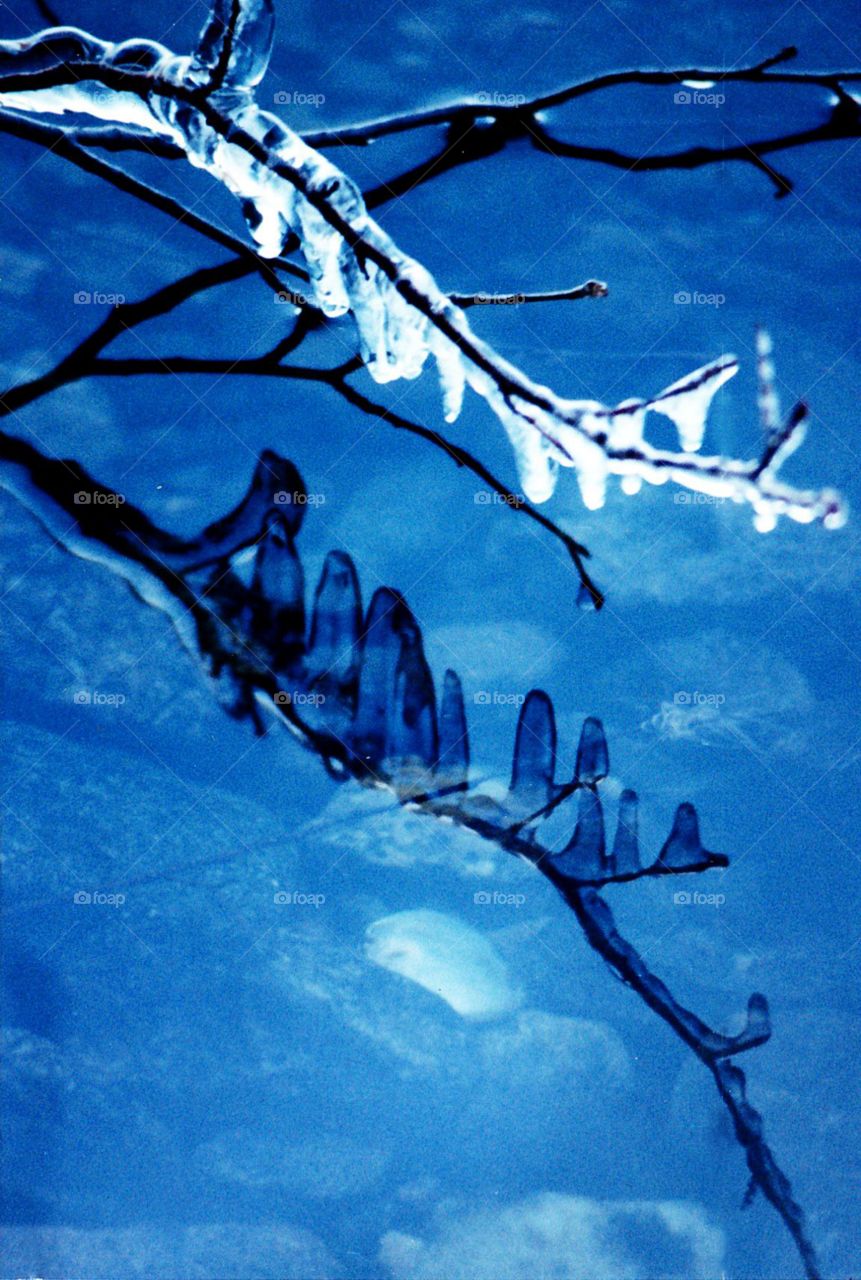 Ice on branch