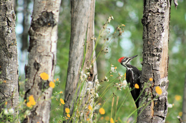 woodpecker