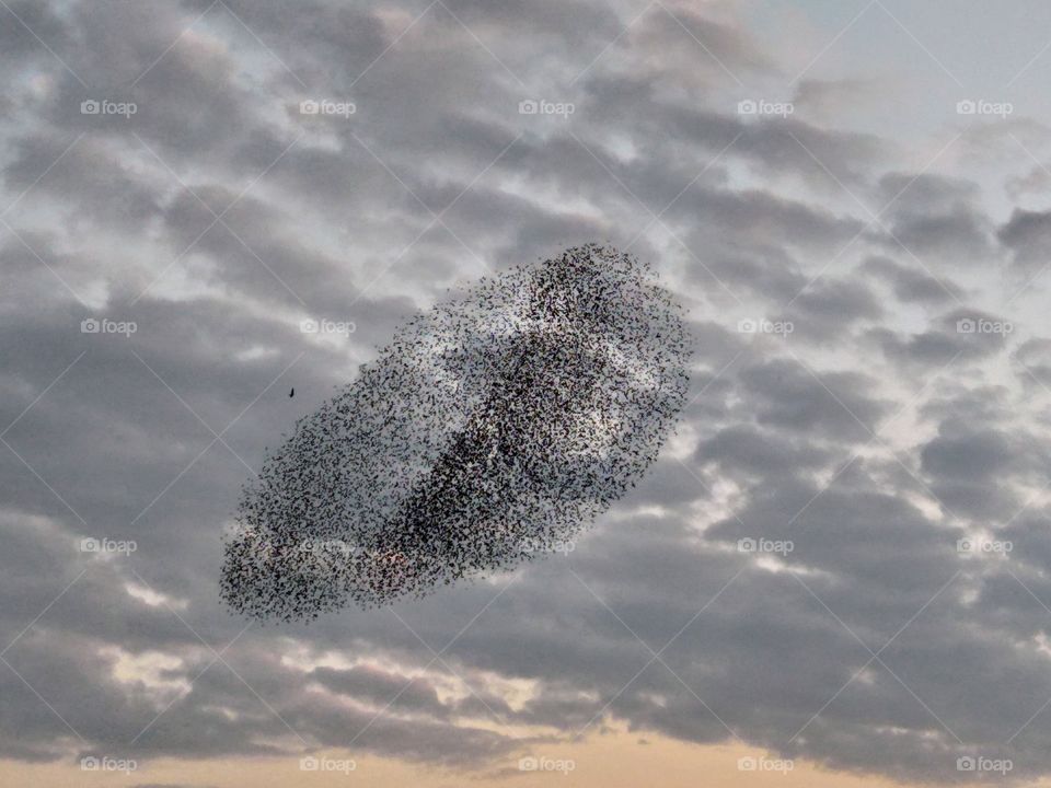 flock of birds