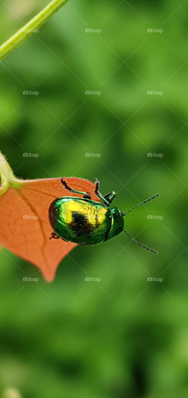 small green beetle