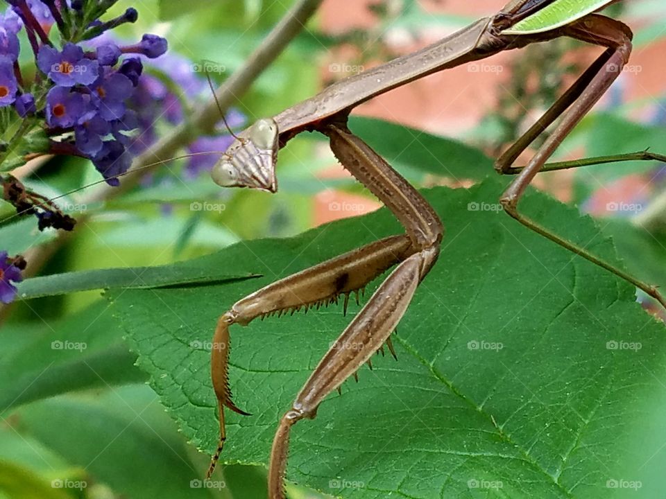 praying mantis stares back at camera