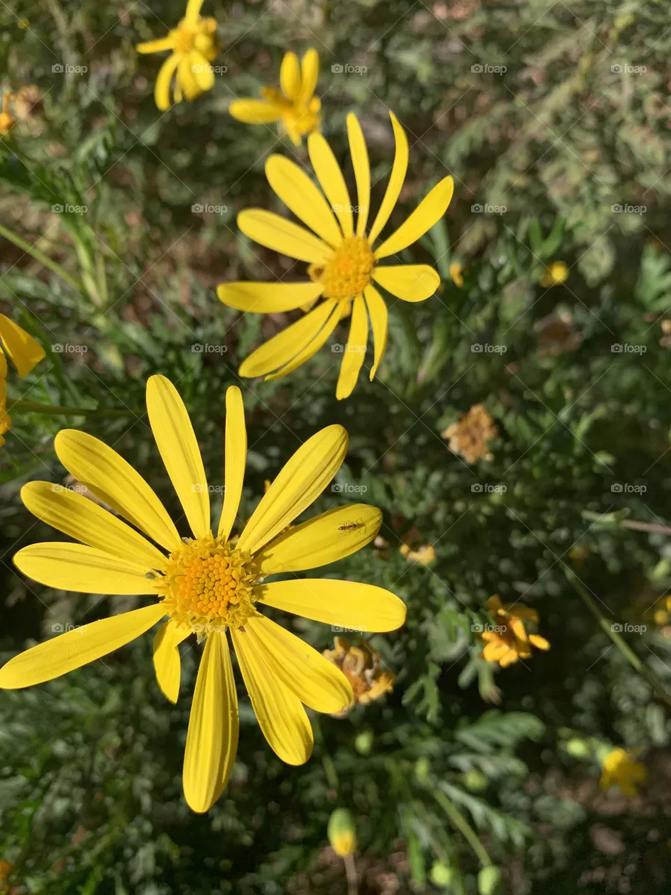 Flowers