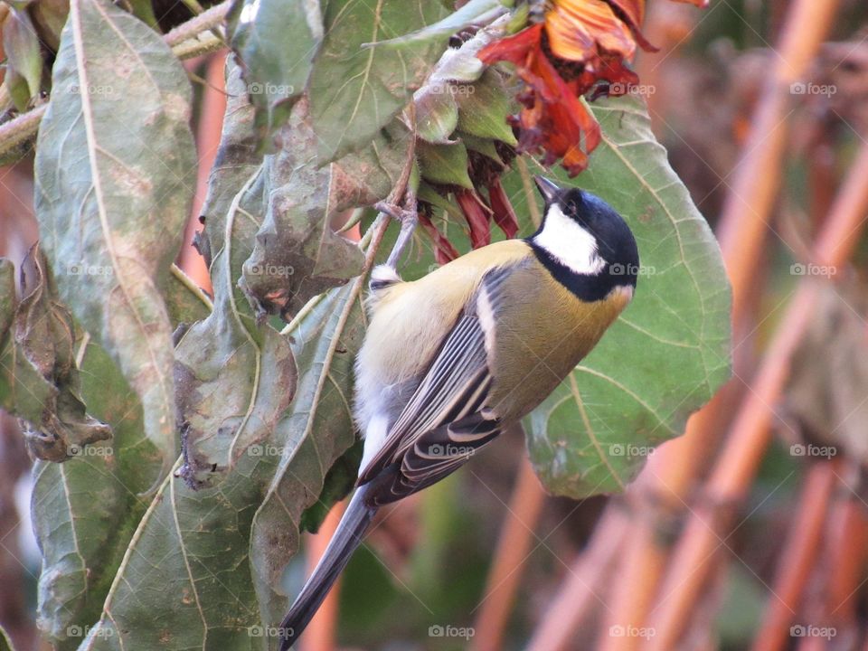 Синичка клюёт подсолнух