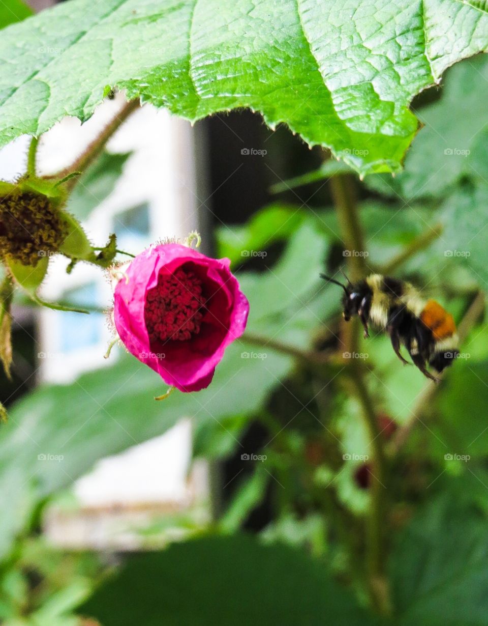 Intention. A honey bee in flight, with clear intention to make landing on a sweet flower, ready to blossom 