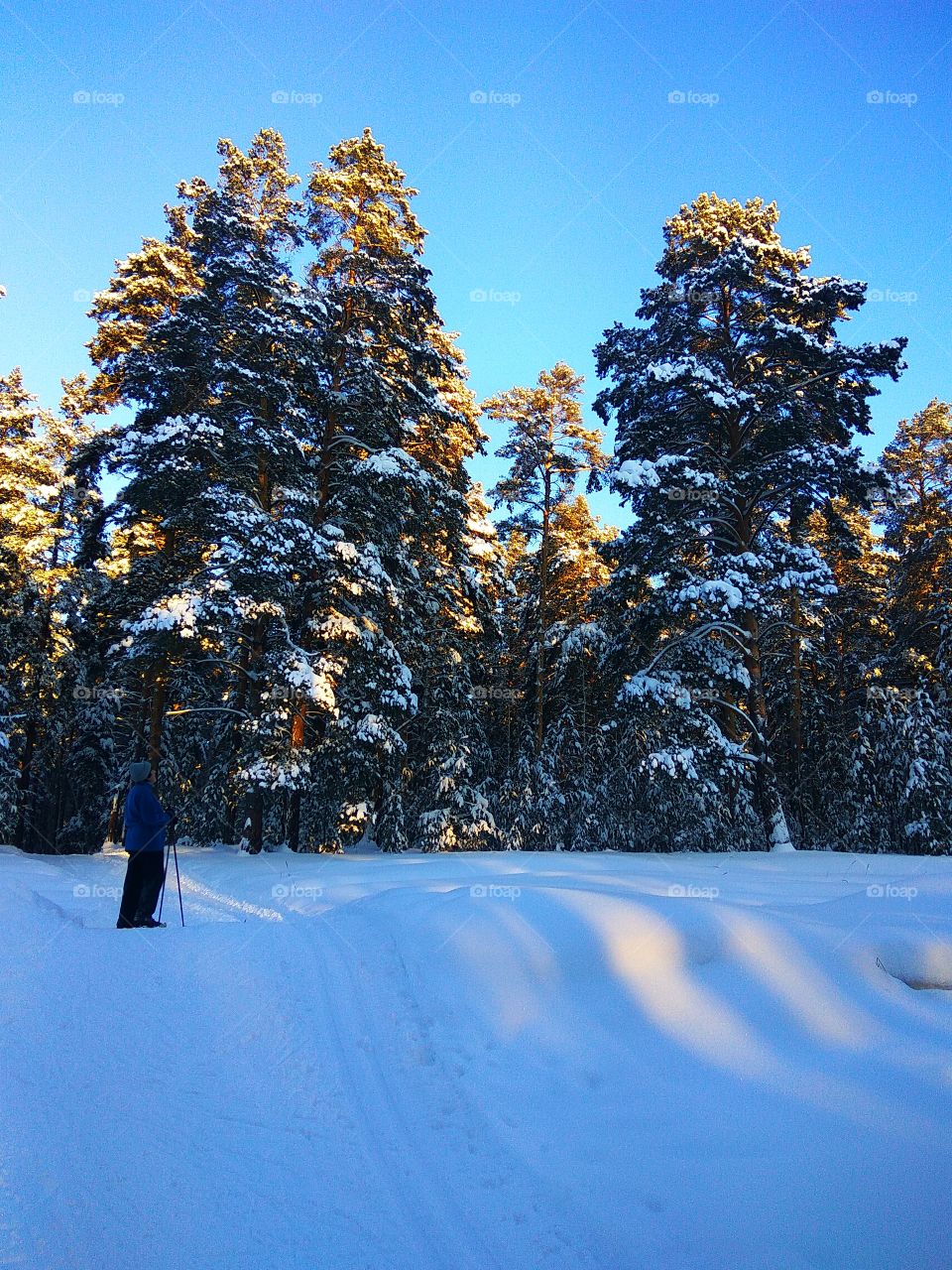 A person standing on snow looking at trees