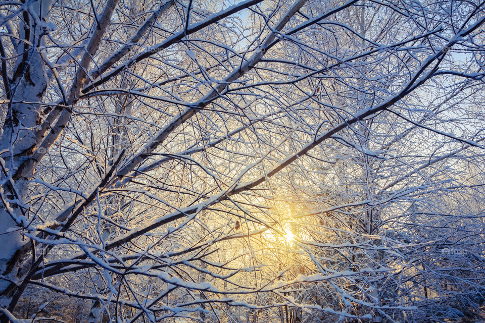 Winter trees with snow