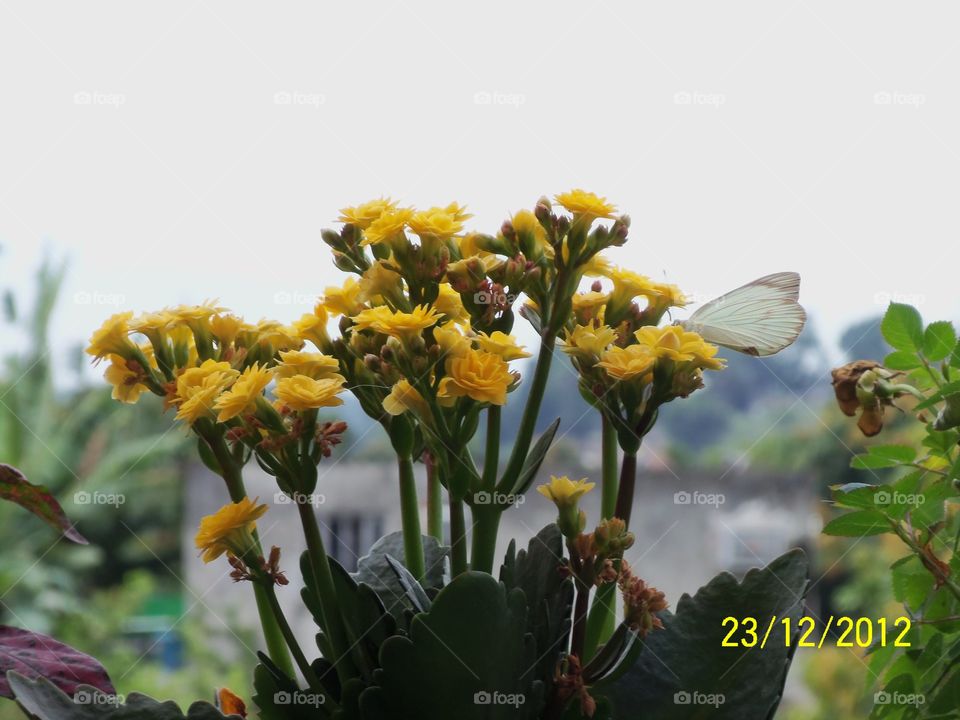 Flores amarelas e borboletas