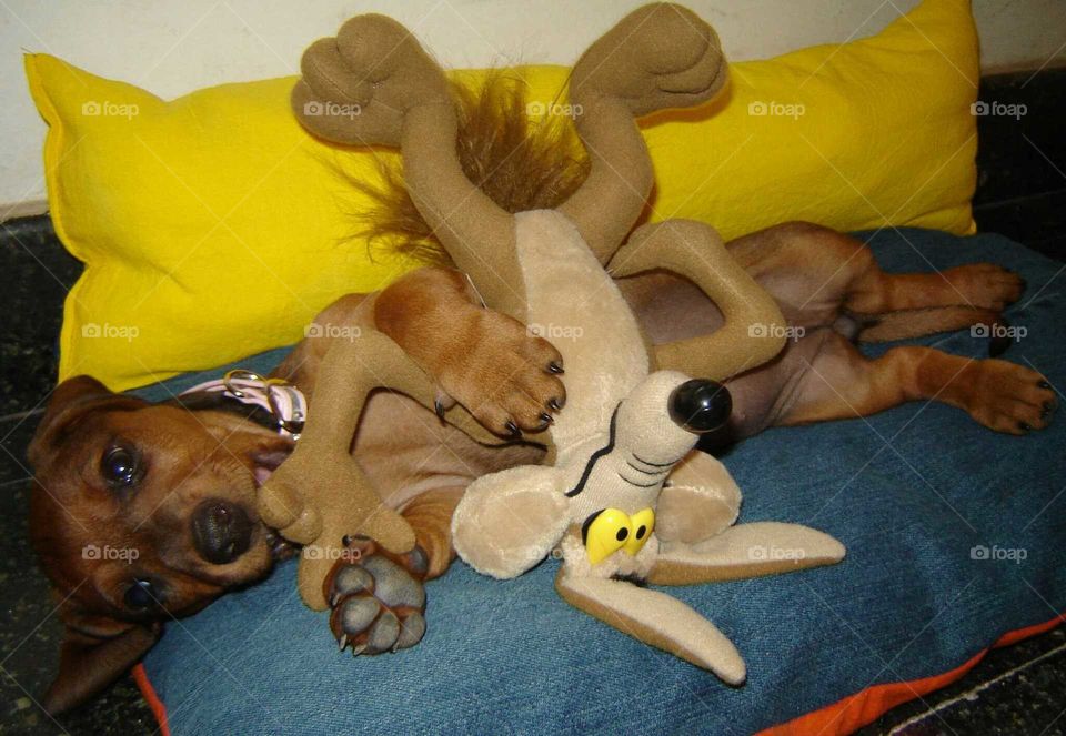 dog playing. puppy playing With toys