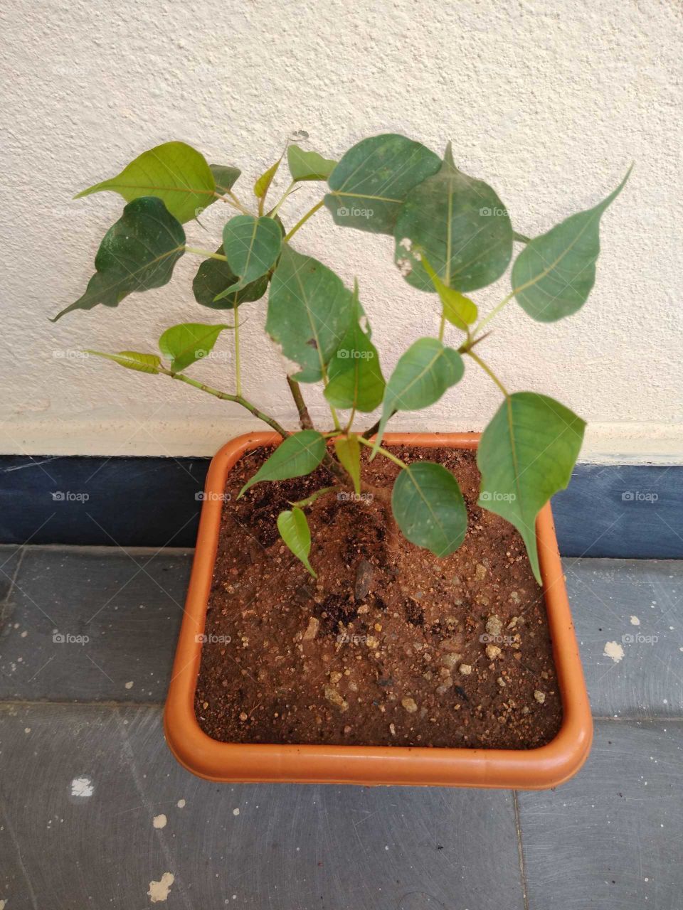 ficus religiousa bonsai plant in my home