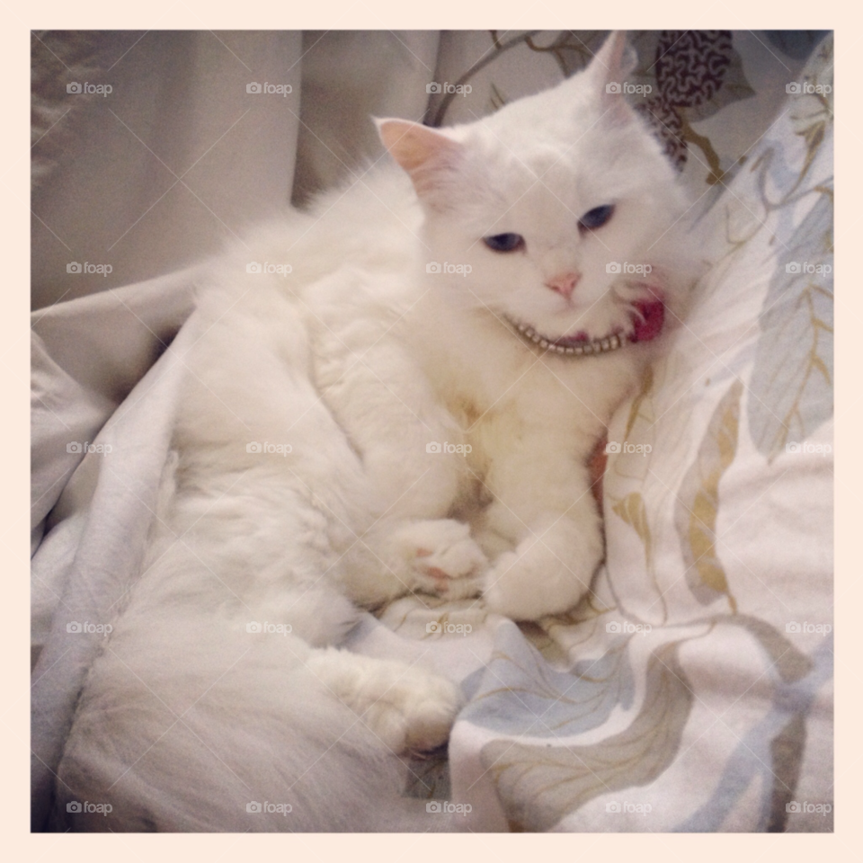 pretty white sweet cat by cutymitch