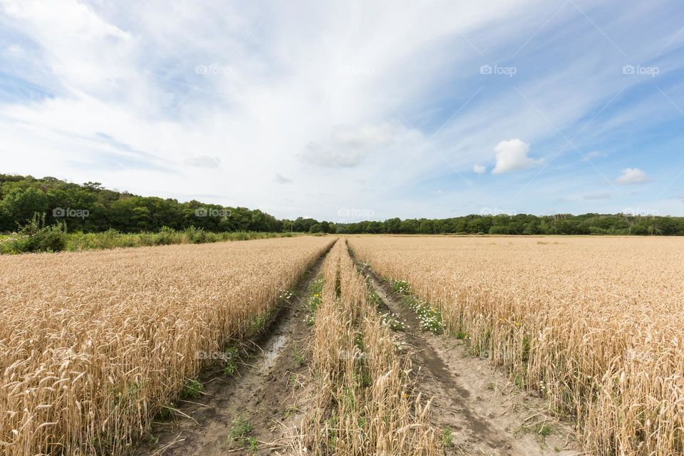Tractor wheel tracks in the cornfield on the Swedish countryside at harvest time 