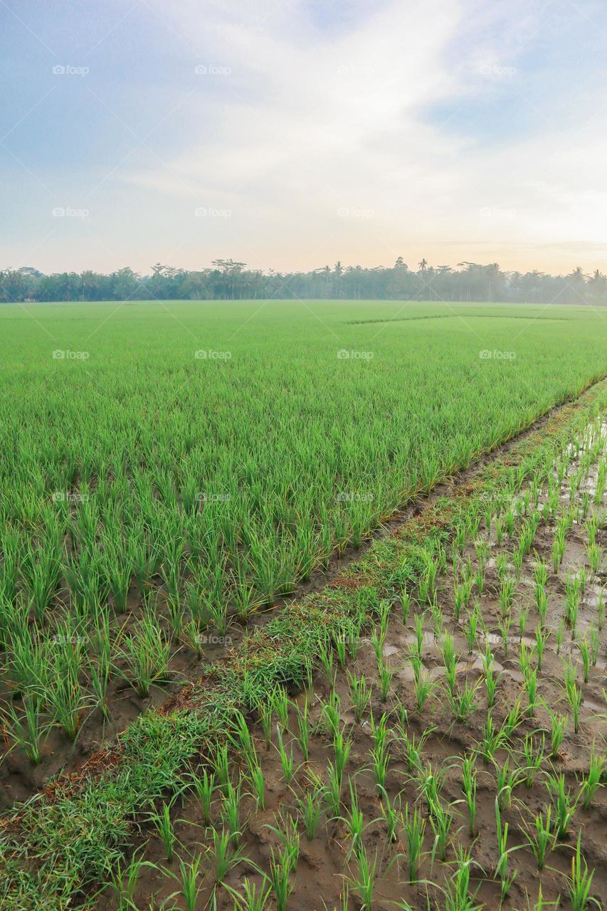 Beautiful Rice Fields in The Morning with Amazing Sky