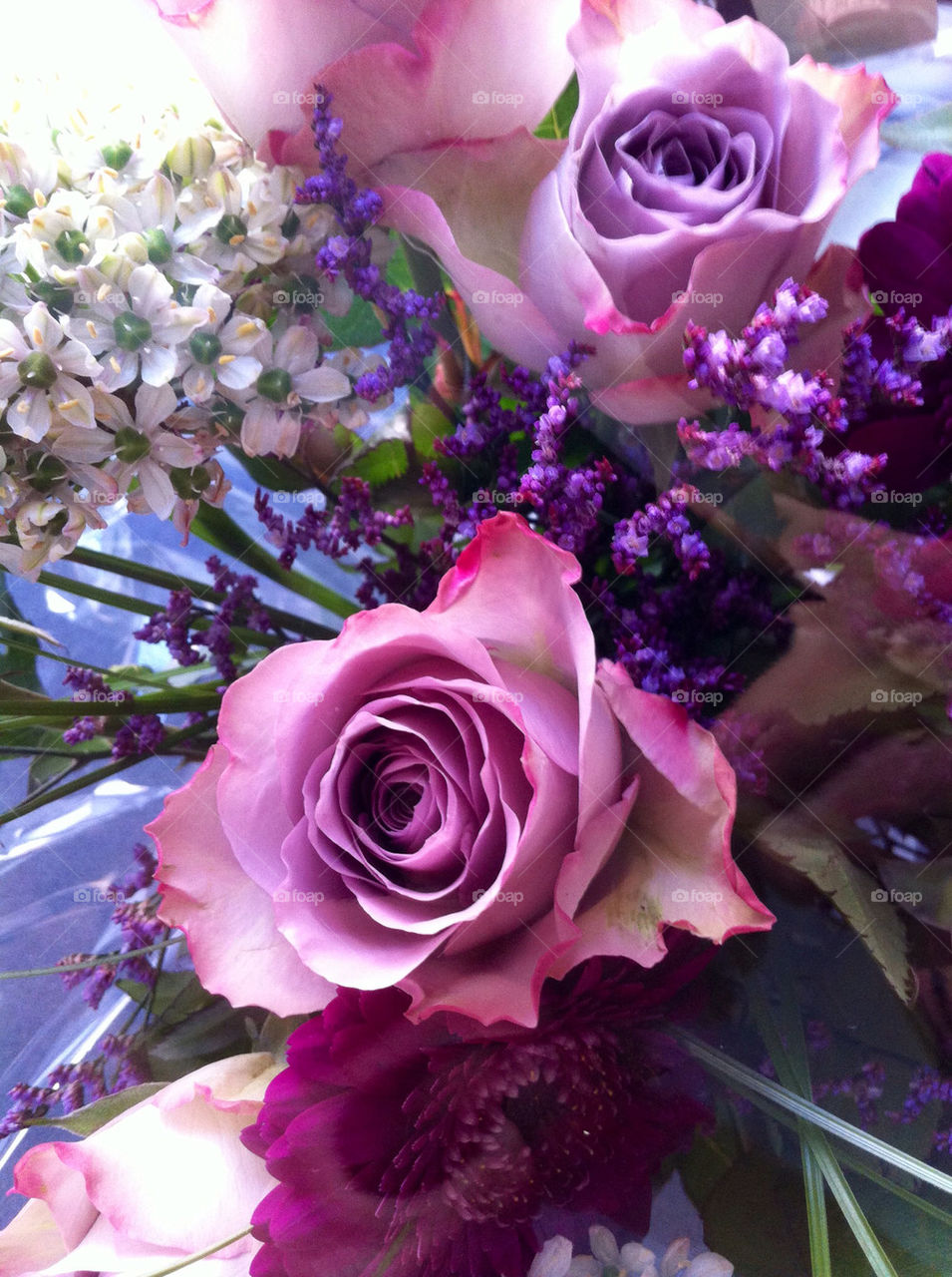 flower blue white rose by asa